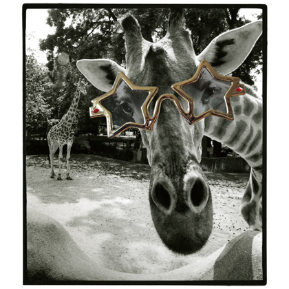 la girafe aux lunettes-2006