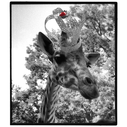 La reine des girafes-2006